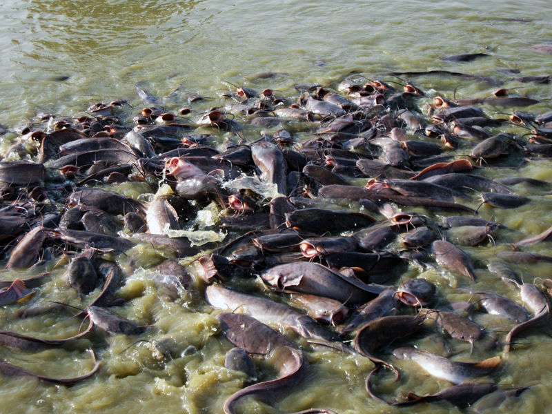 Photo of Fish at Gadisar Lake by The Compulsive Traveller