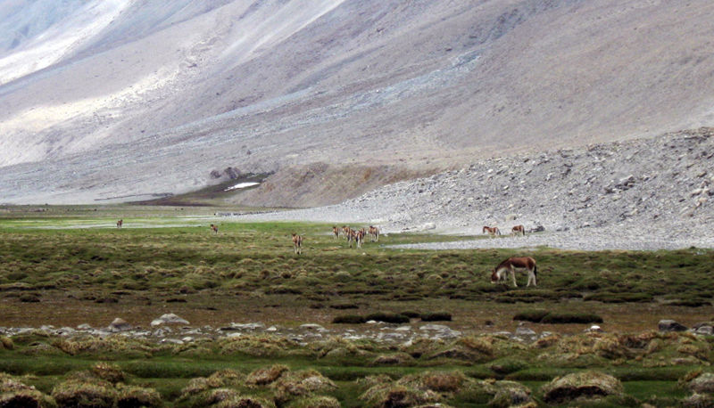 Photo of Chang La, Pangong Lake and the Himalayan Marmot 5/12 by The Compulsive Traveller