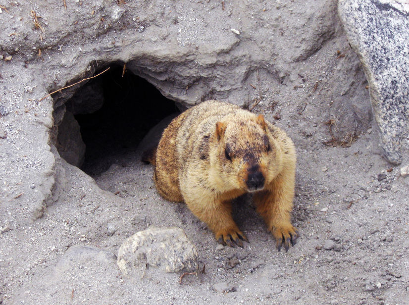 Photo of Chang La, Pangong Lake and the Himalayan Marmot 6/12 by The Compulsive Traveller