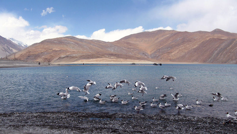Photo of Chang La, Pangong Lake and the Himalayan Marmot 8/12 by The Compulsive Traveller