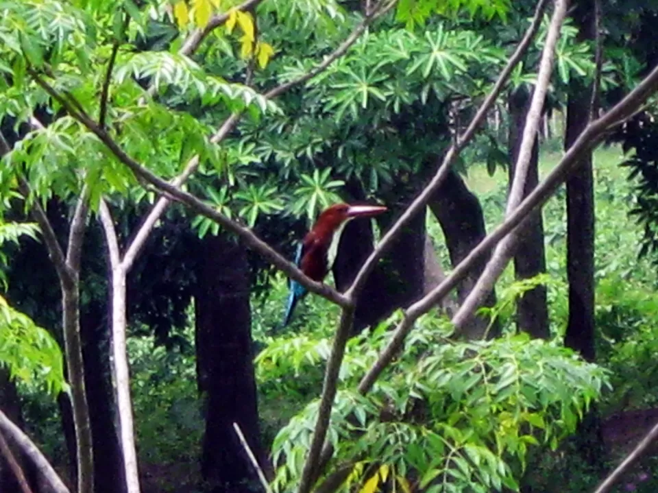 Photo of Lataguri, West Bengal, India by The Compulsive Traveller