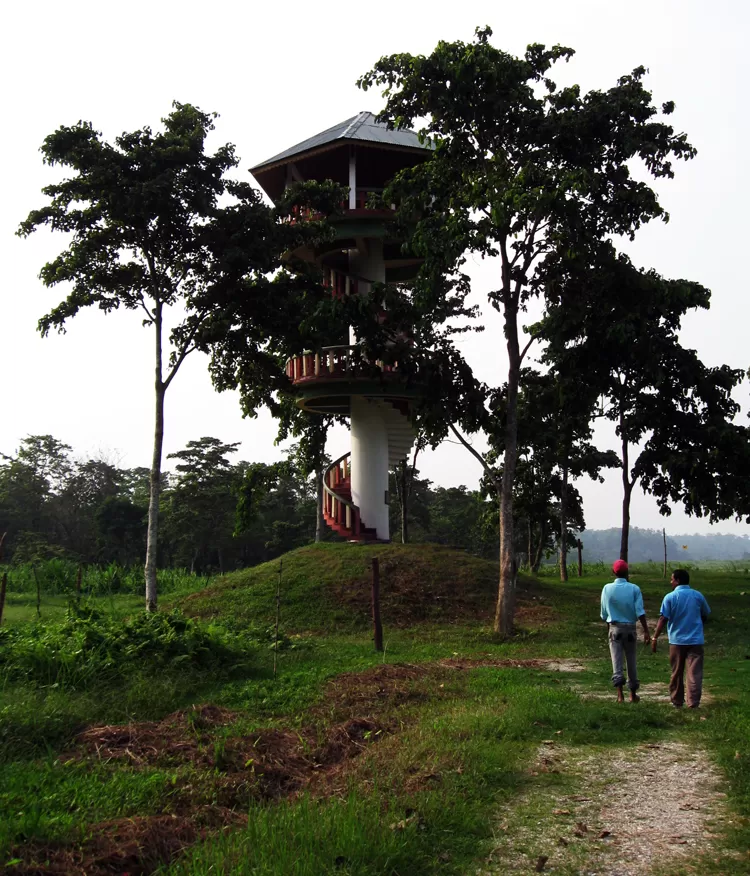 Photo of Gorumara National Park, Nimna Tandu Forest, West Bengal, India by The Compulsive Traveller