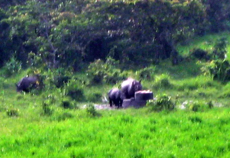 Photo of Gorumara National Park, Nimna Tandu Forest, West Bengal, India by The Compulsive Traveller