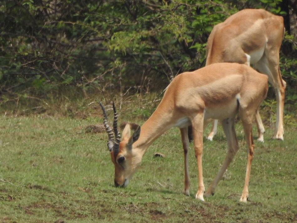 Point Calimere Location, How to Reach Things to Do Tripoto