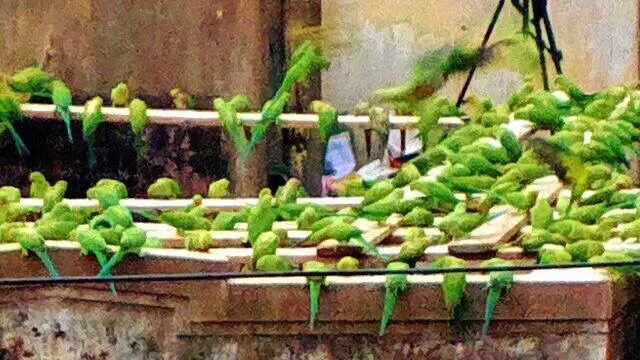 Photo of Pycrofts Garden Road, Thousand Lights, Chennai, Tamil Nadu, India by Chendilk