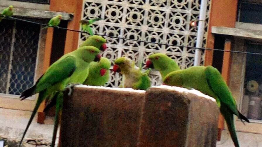 Photo of Pycrofts Garden Road, Thousand Lights, Chennai, Tamil Nadu, India by Chendilk