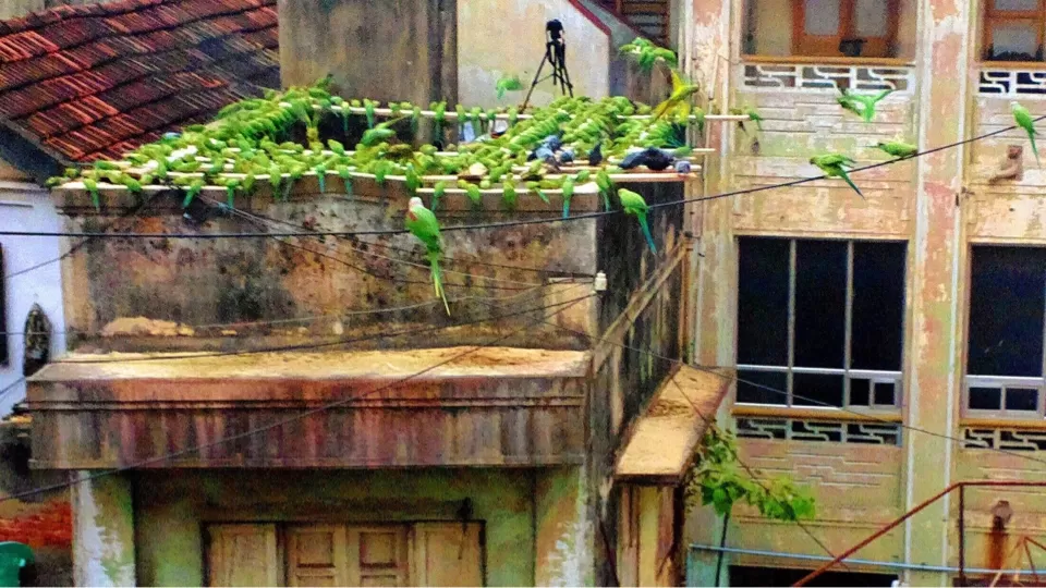 Photo of Pycrofts Garden Road, Thousand Lights, Chennai, Tamil Nadu, India by Chendilk