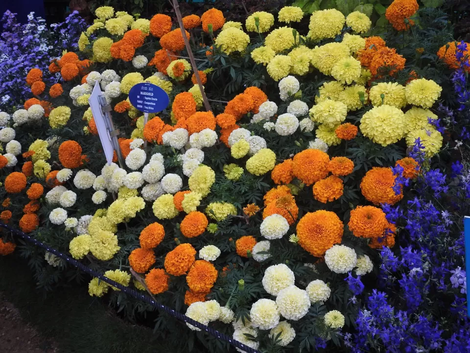Photo of Lalbagh Botanical Garden, Bengaluru, Karnataka, India by Chendilk