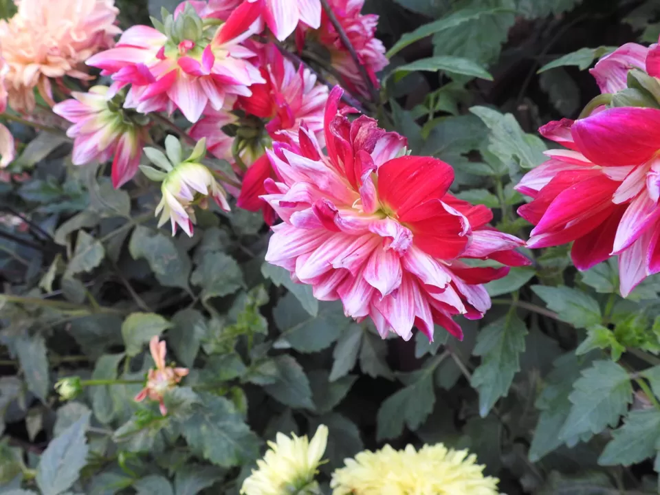 Photo of Lalbagh Botanical Garden, Bengaluru, Karnataka, India by Chendilk