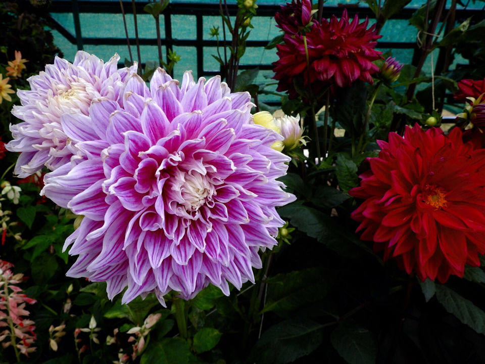 Lalbagh Independence Day Flower Show 2015 Bangalore Tripoto