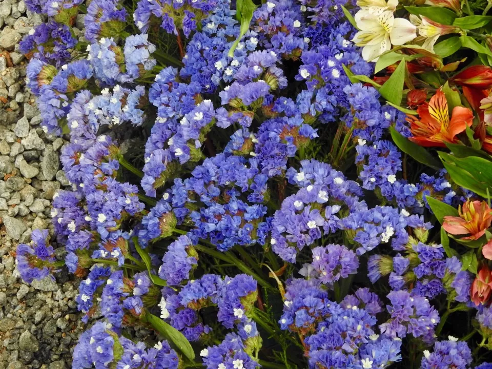 Photo of Lalbagh Botanical Garden, Bengaluru, Karnataka, India by Chendilk