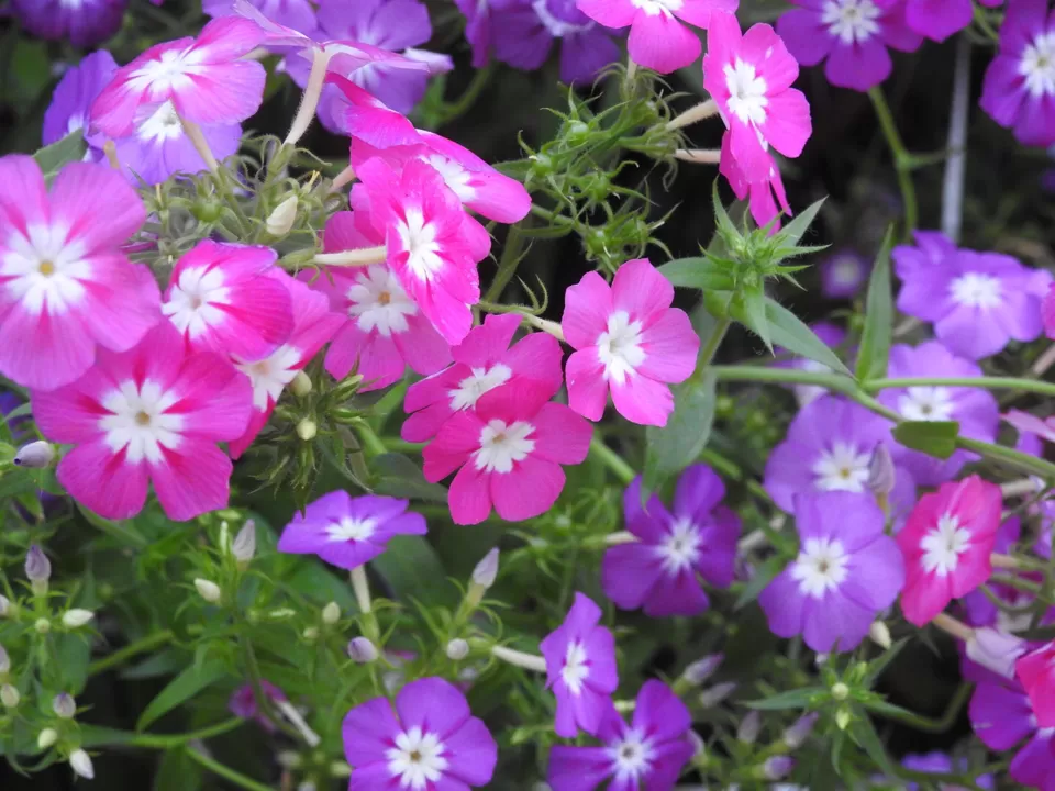 Photo of Lalbagh Botanical Garden, Bengaluru, Karnataka, India by Chendilk