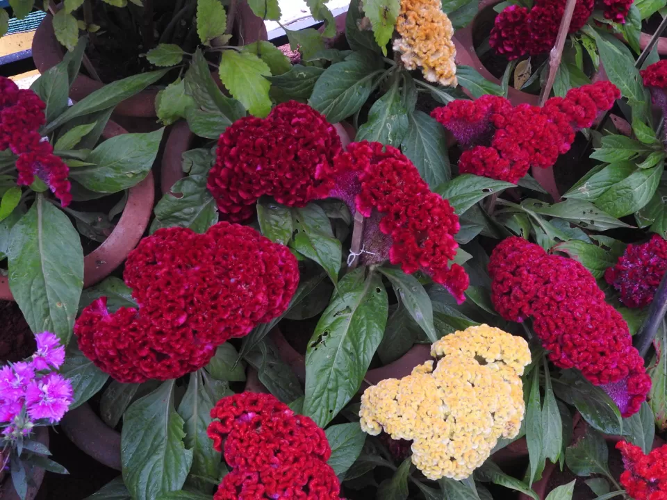 Photo of Lalbagh Botanical Garden, Bengaluru, Karnataka, India by Chendilk