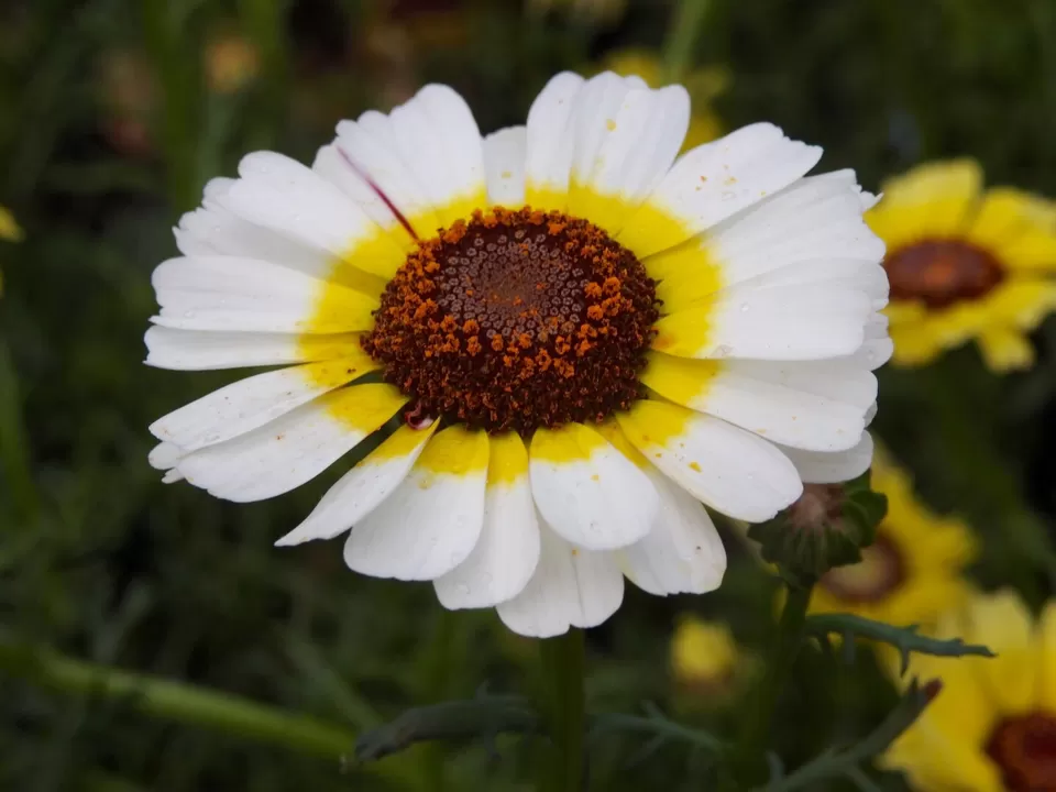 Photo of Lalbagh Botanical Garden, Bengaluru, Karnataka, India by Chendilk