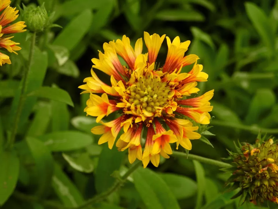 Photo of Lalbagh Botanical Garden, Bengaluru, Karnataka, India by Chendilk