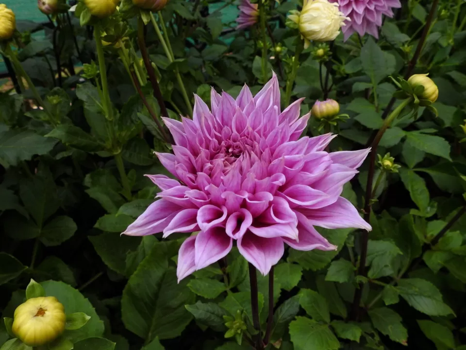 Photo of Lalbagh Botanical Garden, Bengaluru, Karnataka, India by Chendilk
