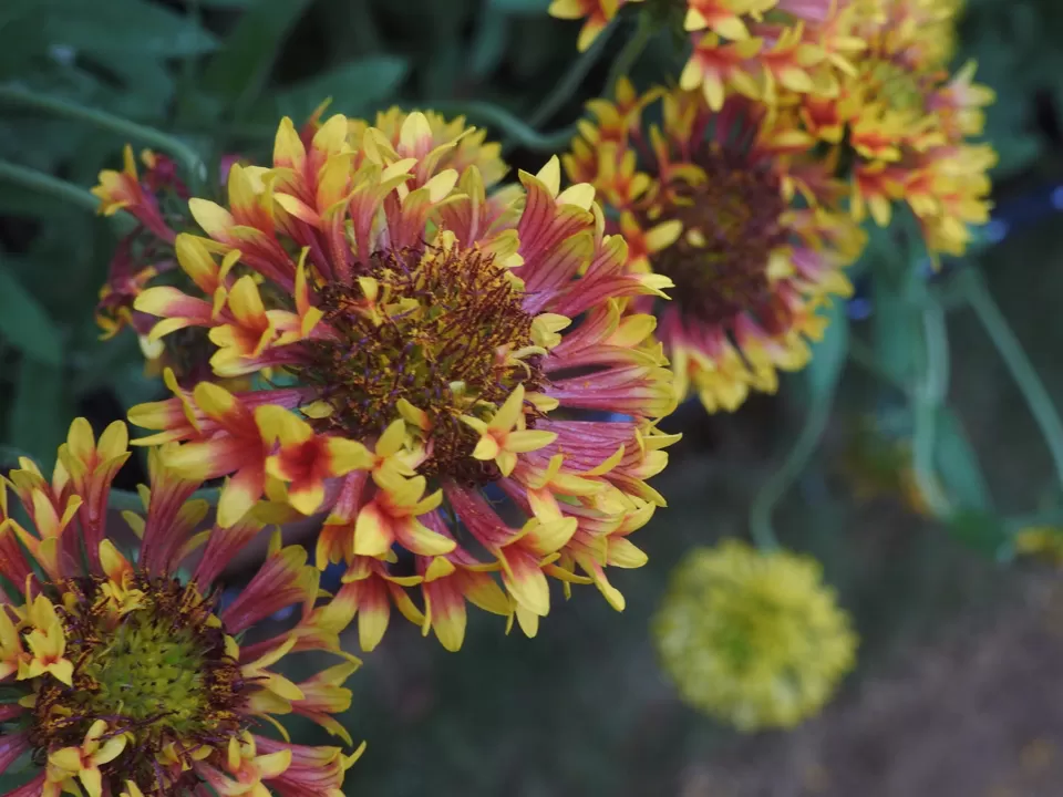 Photo of Lalbagh Botanical Garden, Bengaluru, Karnataka, India by Chendilk