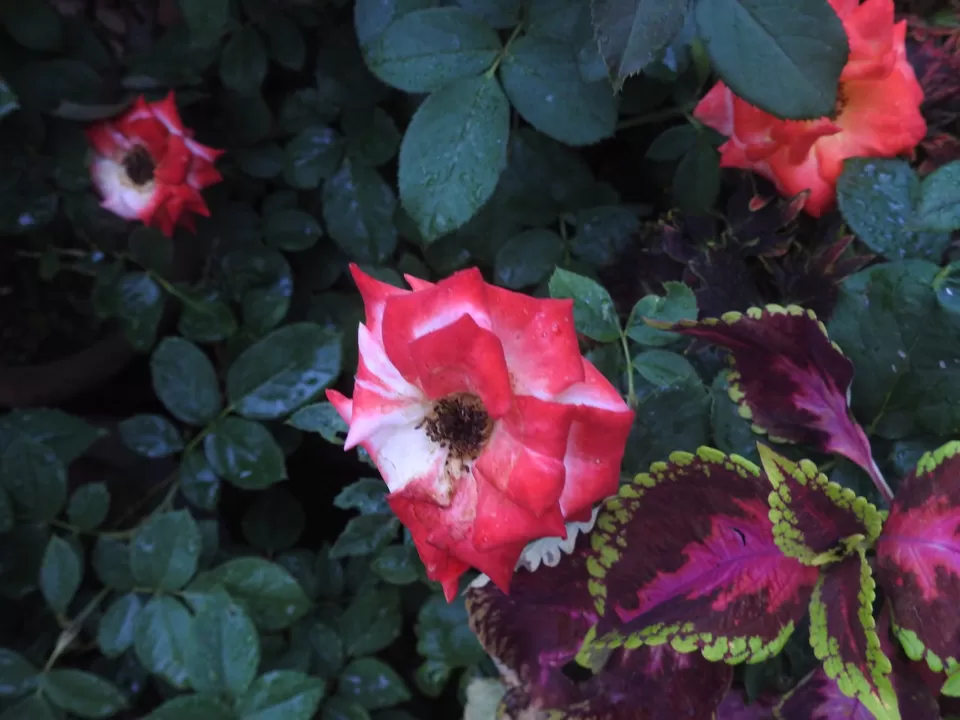 Photo of Lalbagh Botanical Garden, Bengaluru, Karnataka, India by Chendilk