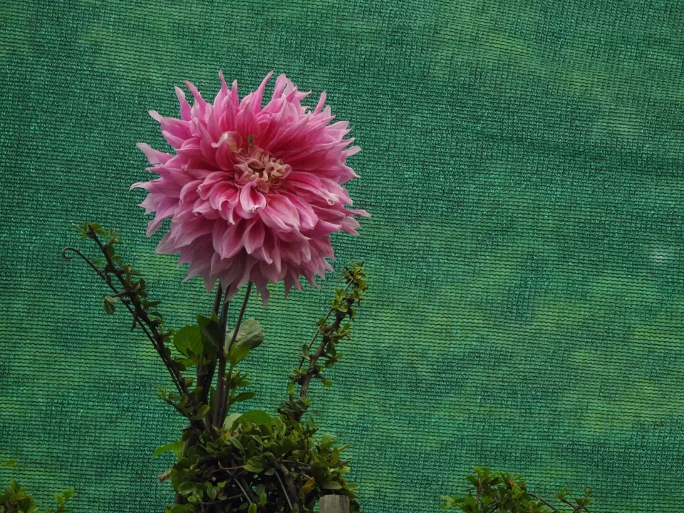 Photo of Lalbagh Botanical Garden, Bengaluru, Karnataka, India by Chendilk