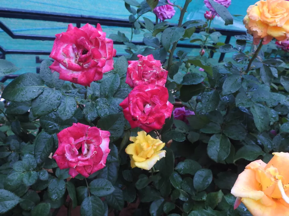 Photo of Lalbagh Botanical Garden, Bengaluru, Karnataka, India by Chendilk