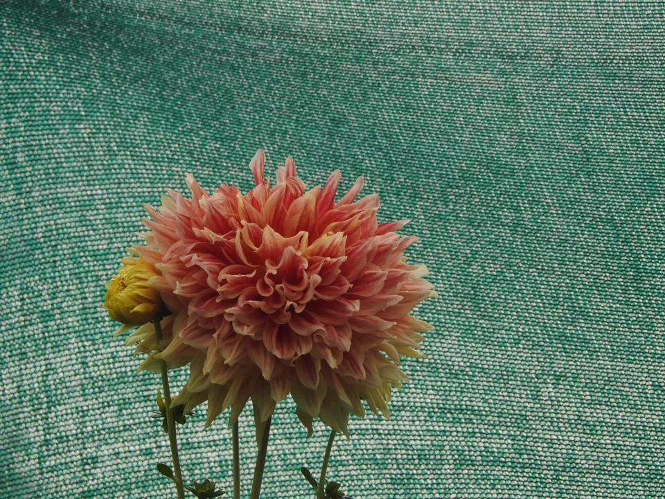 Photo of Lalbagh Botanical Garden, Bengaluru, Karnataka, India by Chendilk