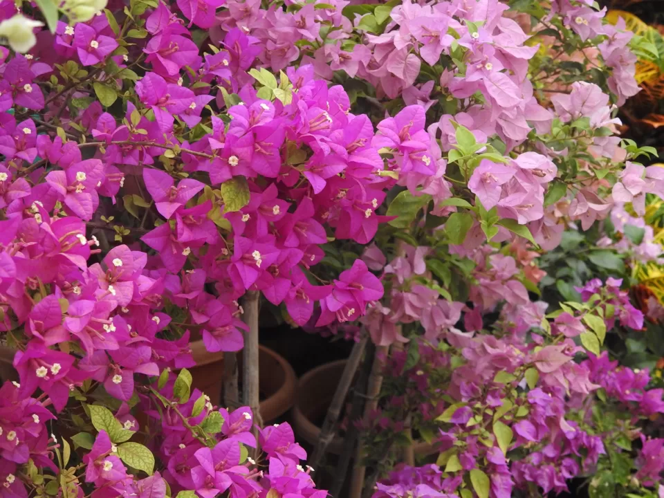 Photo of Lalbagh Botanical Garden, Bengaluru, Karnataka, India by Chendilk