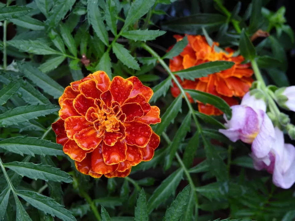 Photo of Lalbagh Botanical Garden, Bengaluru, Karnataka, India by Chendilk