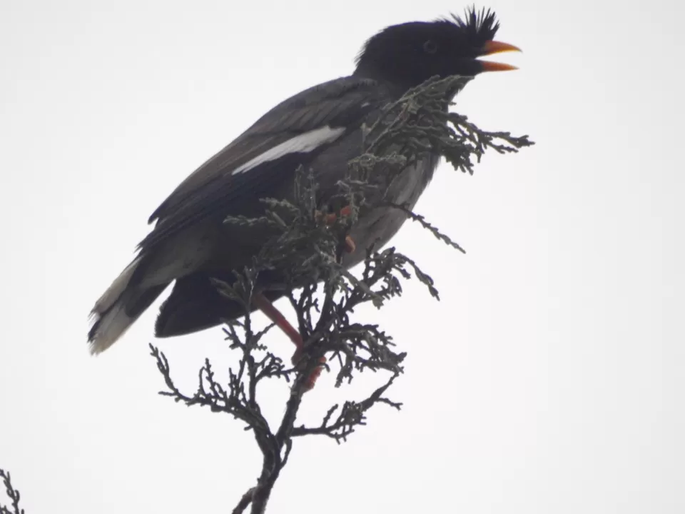 Photo of Lalbagh Botanical Garden, Bengaluru, Karnataka, India by Chendilk