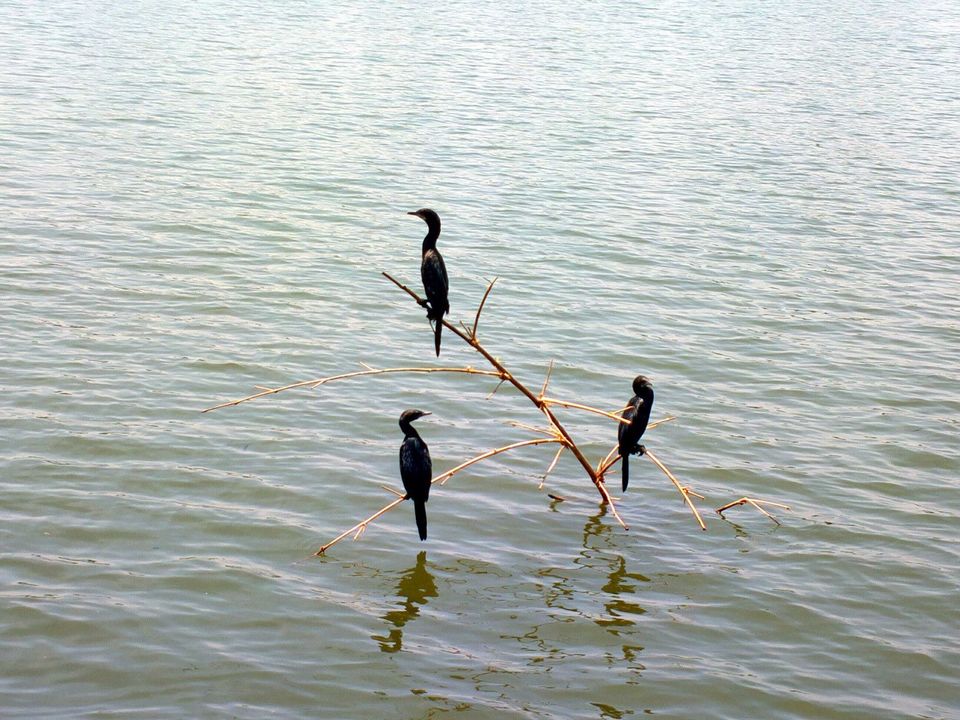 Photo of Alappuzha Backwaters - lots of chemmeen but no Karuthamma 10/34 by Chendilk