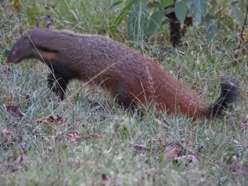 Photo of Nagarahole National Park - Kabini Backwaters 8/15 by Chendilk