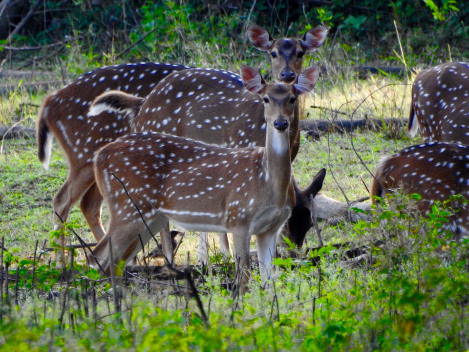 Photo of Nagarahole National Park - Kabini Backwaters 15/15 by Chendilk
