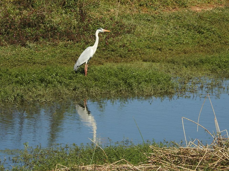 Photo of Hoskote lake, a small unsullied waterbody - a birder's paradise near Bangalore 2/43 by Chendilk