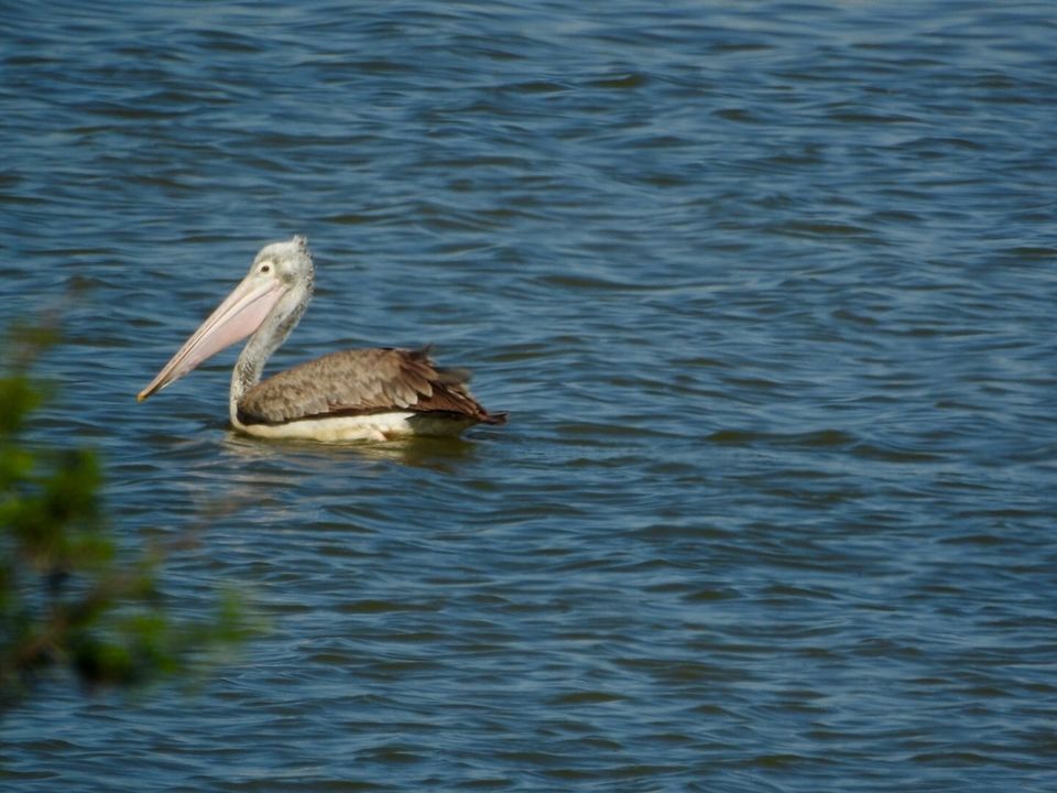 Photo of Hoskote lake, a small unsullied waterbody - a birder's paradise near Bangalore 4/43 by Chendilk