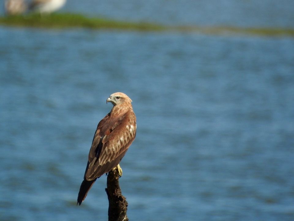 Photo of Hoskote lake, a small unsullied waterbody - a birder's paradise near Bangalore 5/43 by Chendilk
