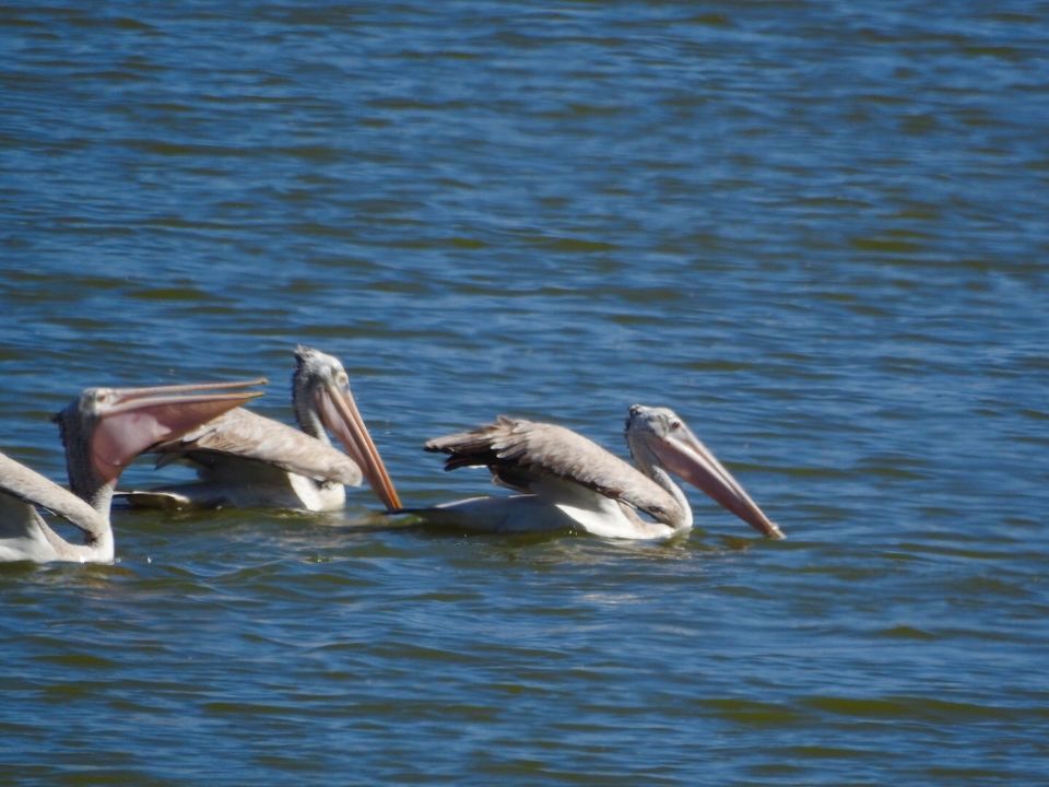 Photo of Hoskote lake, a small unsullied waterbody - a birder's paradise near Bangalore 6/43 by Chendilk
