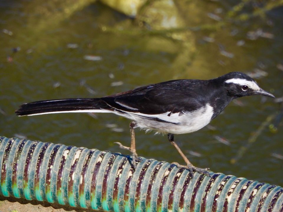 Photo of Hoskote lake, a small unsullied waterbody - a birder's paradise near Bangalore 7/43 by Chendilk