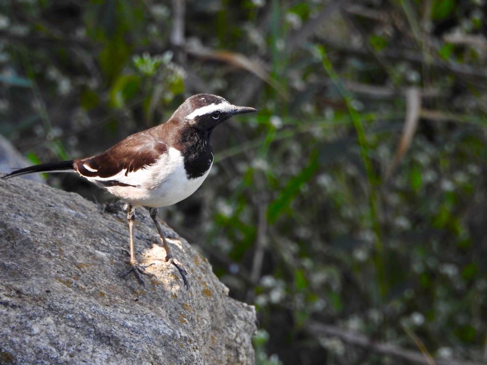 Photo of Hoskote lake, a small unsullied waterbody - a birder's paradise near Bangalore 10/43 by Chendilk