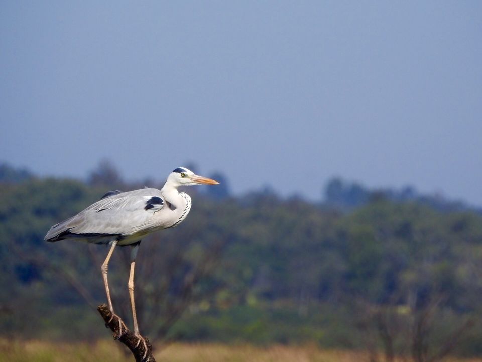 Photo of Hoskote lake, a small unsullied waterbody - a birder's paradise near Bangalore 12/43 by Chendilk