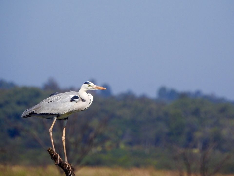 Hoskote lake, a small unsullied waterbody - a birders paradise near ...