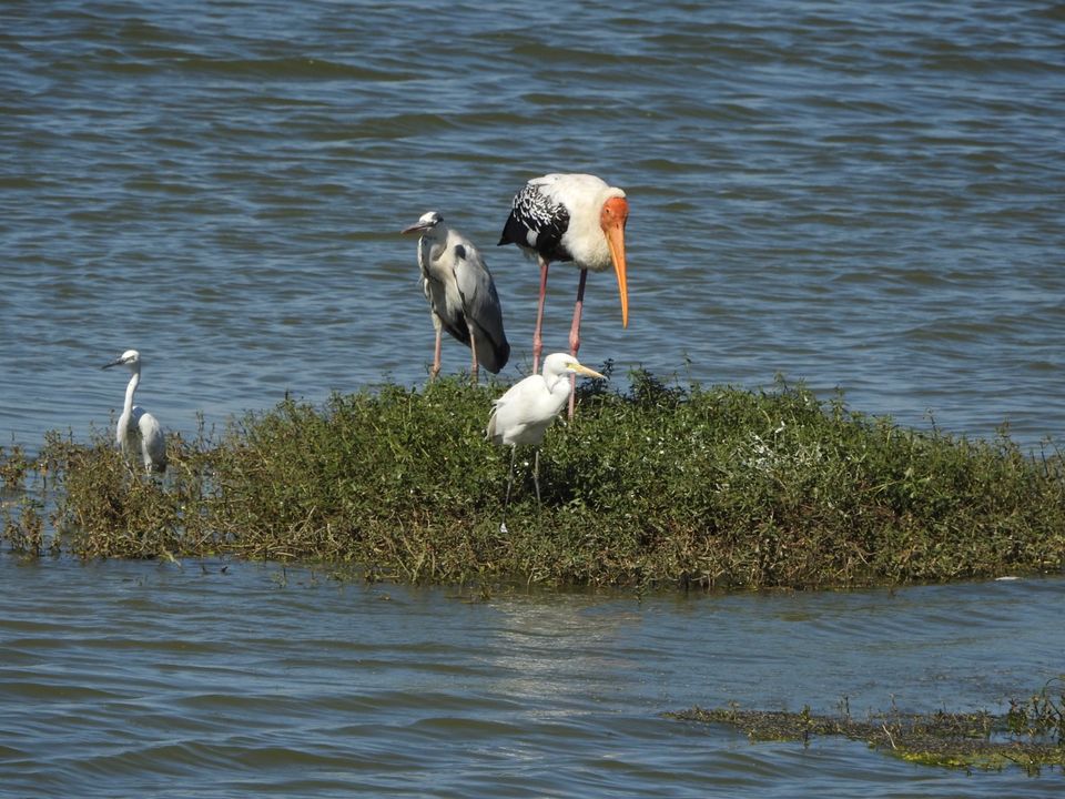 Photo of Hoskote lake, a small unsullied waterbody - a birder's paradise near Bangalore 13/43 by Chendilk