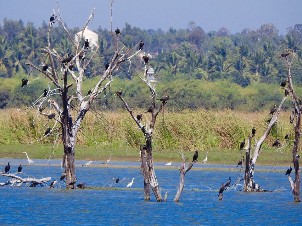 Photo of Hoskote lake, a small unsullied waterbody - a birder's paradise near Bangalore 15/43 by Chendilk