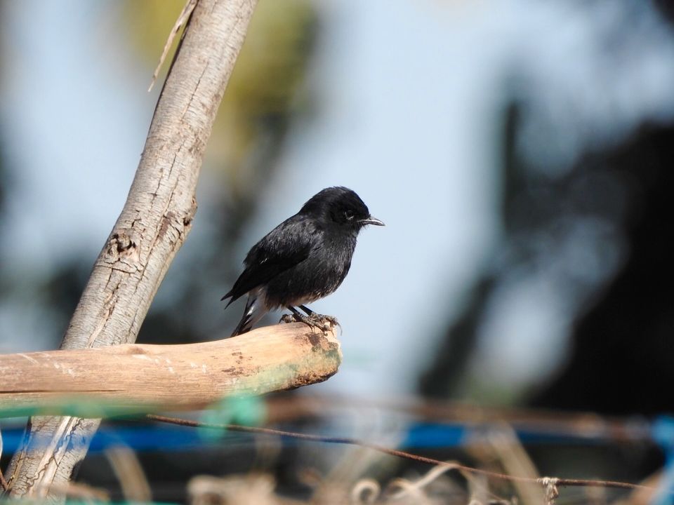 Photo of Hoskote lake, a small unsullied waterbody - a birder's paradise near Bangalore 22/43 by Chendilk