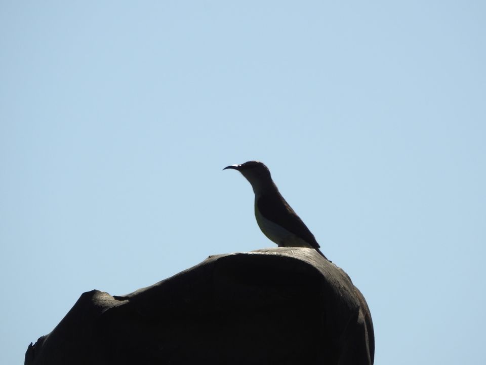 Photo of Hoskote lake, a small unsullied waterbody - a birder's paradise near Bangalore 23/43 by Chendilk