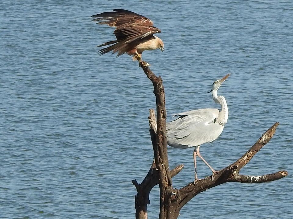 Photo of Hoskote lake, a small unsullied waterbody - a birder's paradise near Bangalore 25/43 by Chendilk