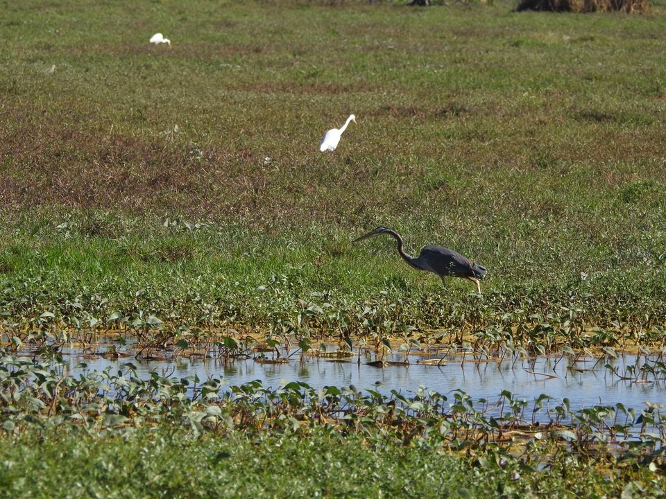 Photo of Hoskote lake, a small unsullied waterbody - a birder's paradise near Bangalore 26/43 by Chendilk