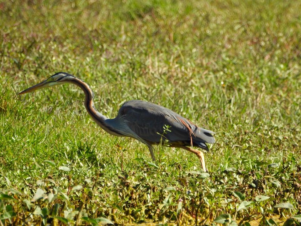 Photo of Hoskote lake, a small unsullied waterbody - a birder's paradise near Bangalore 27/43 by Chendilk