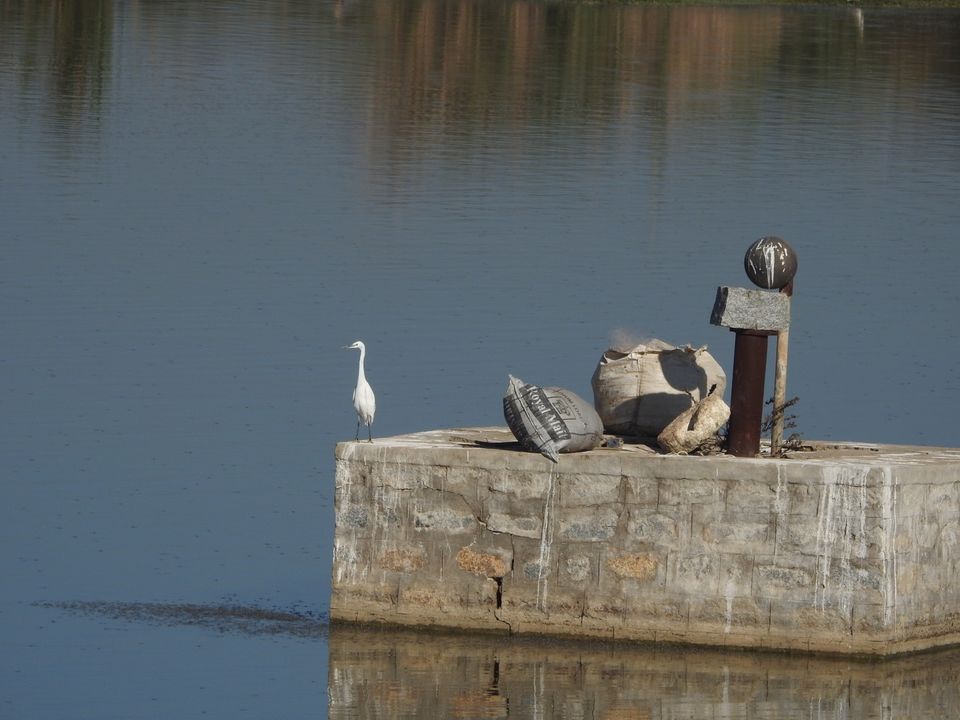 Photo of Hoskote lake, a small unsullied waterbody - a birder's paradise near Bangalore 29/43 by Chendilk