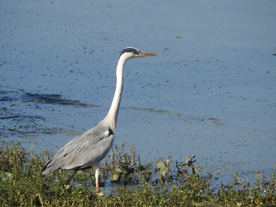 Photo of Hoskote lake, a small unsullied waterbody - a birder's paradise near Bangalore 31/43 by Chendilk