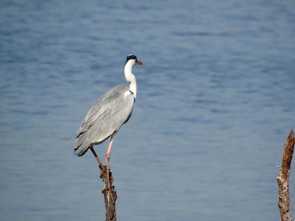 Photo of Hoskote lake, a small unsullied waterbody - a birder's paradise near Bangalore 34/43 by Chendilk