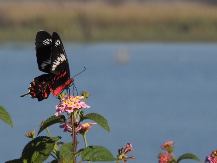 Photo of Hoskote lake, a small unsullied waterbody - a birder's paradise near Bangalore 37/43 by Chendilk